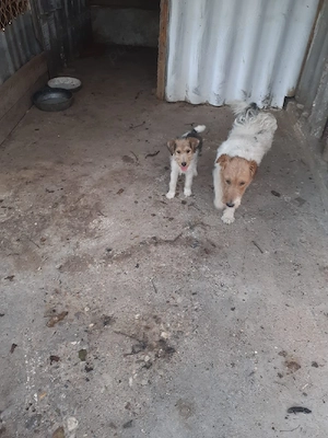 Catelusa Fox Terrier - imagine 2