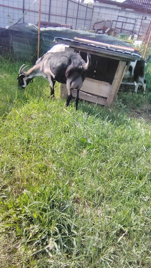 Vand capra tanara si buna de lapte,in Fughiu - imagine 2