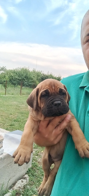Puiuti Cane Corso