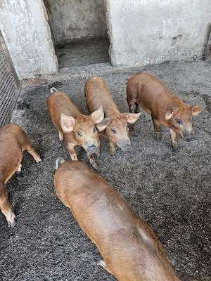 Purcei duroc cu pietrean 