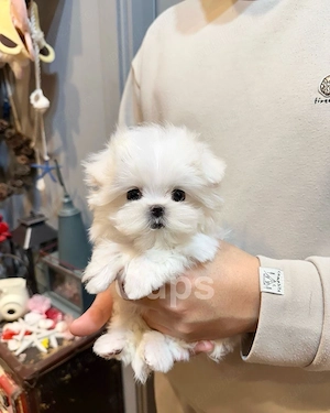 Bichon Maltez Mini Toy - imagine 3