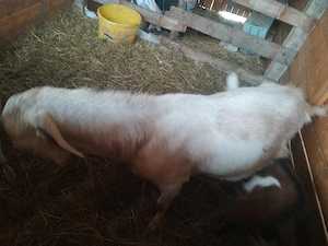 vand țapi 2 mici si unu mare