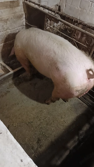 Vand porc 