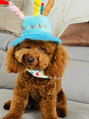 Pudel toy   caniche   poodle toy rosu - imagine 4