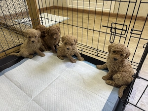 Pudel toy   caniche   poodle toy rosu - imagine 2