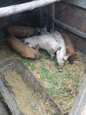 de vânzare 6 bucăți de o săptămâni vaccinați mânca orice bobe faina etc preț 250 lei bucata 