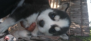 Husky Siberian 