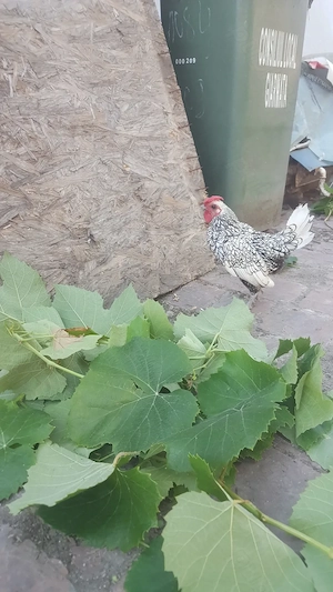 cocosi Serama si Sebright