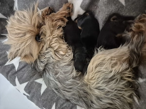 Yorky mici. Mamica 2.200 kg taticul 1.900 kg. - imagine 3
