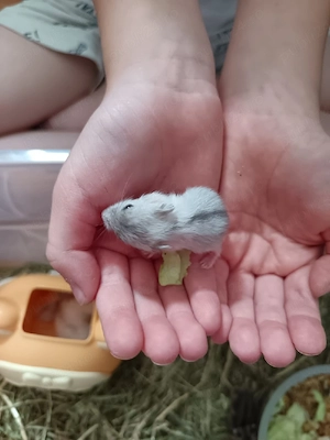 Donez hamsteri albi 