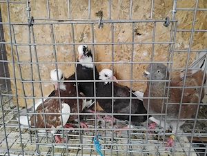 Porumbei jucători de birmingham vând sau schimb