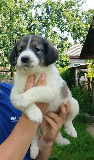 De vânzare căței Ciobănești 