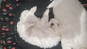 Bichon mini toy Timișoara  - imagine 2
