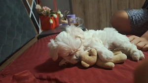 Bichon mini toy Timișoara 