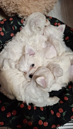 Bichon mini toy Timișoara  - imagine 3