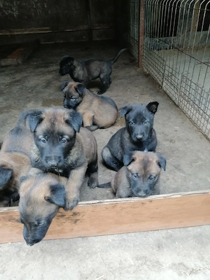 Căței ciobănesc belgian malinois  - imagine 4