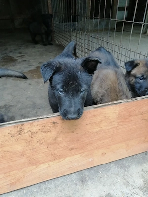 Căței ciobănesc belgian malinois  - imagine 3