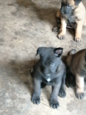 Căței ciobănesc belgian malinois 