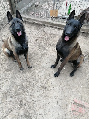 Căței ciobănesc belgian malinois 