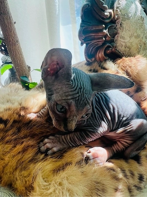 Sphinx Sphynx, masculi