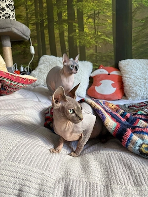 Sphinx Sphynx, masculi