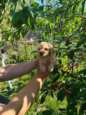 Maltipoo băiețel și fetita deosebiti - imagine 2