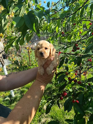 Maltipoo băiețel și fetita deosebiti