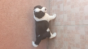 Border collie masculi si femele  - imagine 3