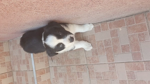 Border collie masculi si femele  - imagine 2