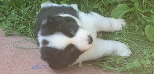Border collie masculi si femele 