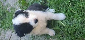 Border collie masculi si femele  - imagine 5