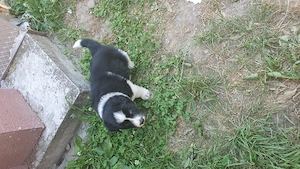 Border collie masculi si femele  - imagine 4