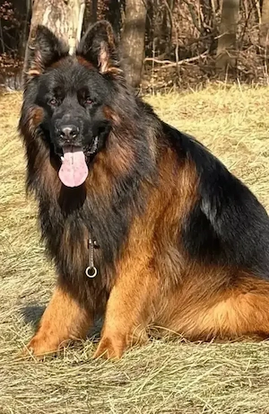 Ciobanesc German  Par Lung Mascul