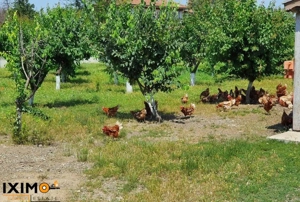 Teren Saucesti DiscounT 2.75 Ha - imagine 9