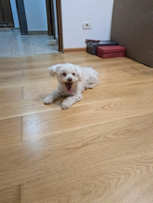 bichoni frizee mini toy 