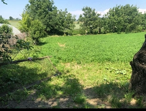 Teren intravilan 21 Arii, 2920 euro arie , Ambud, com. Paulesti, Satu Mare - imagine 2