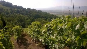 Teren cu vita de vie comuna Cristian judetul Sibiu - imagine 4
