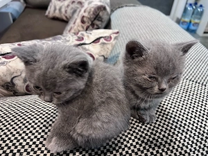 British shorthair