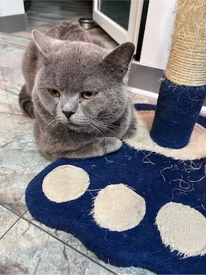 British shorthair din pariti de rasa pura - imagine 4