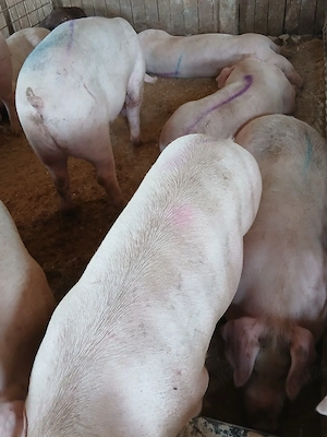 porci de carne  - imagine 4