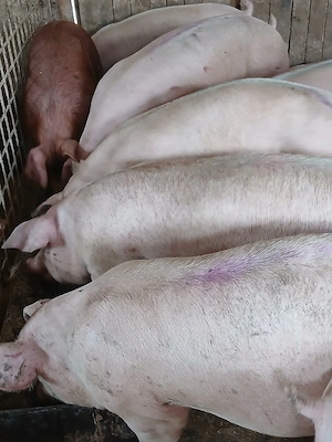 porci de carne  - imagine 3