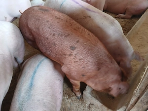 porci de carne 