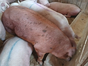 porci de carne  - imagine 2