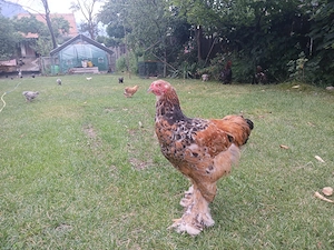 Vând  cocoși 
