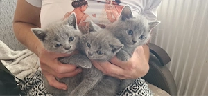 British Shorthair - imagine 2