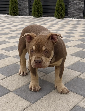 American bully pocket 
