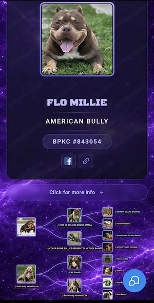American bully pocket  - imagine 5