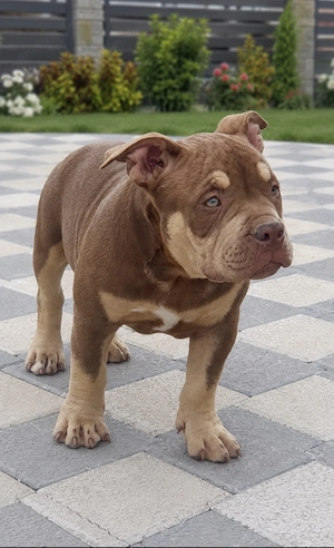 American bully pocket  - imagine 3