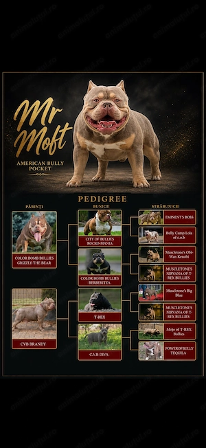 American bully pocket  - imagine 4