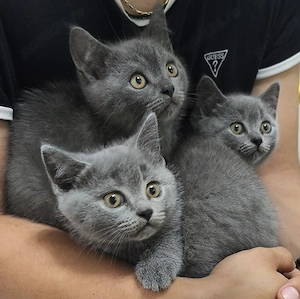 pui British Shorthair 100% - imagine 2